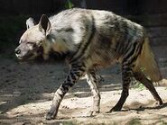 Striped Hyena as Velociraptor