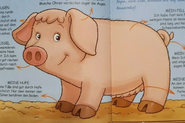 Lucy the Sow