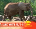 Pittsburgh Zoo Elephant (V2).png (573 KB)
