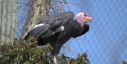 San Diego Zoo Safari Park Condor