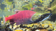 Sockeye Salmon as Bottlenose Dolphin