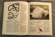The Kingfisher Illustrated Encyclopedia of Animals (148)