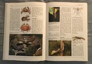 The Kingfisher Illustrated Encyclopedia of Animals (42)