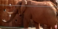 Zoo Anlanta Elephant02.png (1.83 MB) Msholo