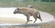 Eastern Spotted Hyena as Earl