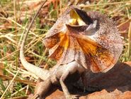 Frilled Lizard as Knightbrace