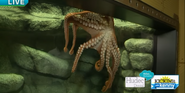 Giant Pacific Octopus as Stretch