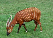Bongo Antelope as Margaree Pride