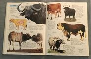 DK Encyclopedia Of Animals (56)