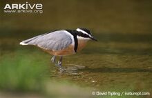 Egyptian-plover-wading-in-shallow-water.jpg