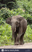 Elephant, Bornean (V2)
