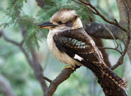 Laughing kookaburra (Dacelo novaeguineae)