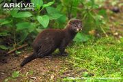 Mink, European.jpg