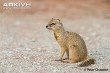 Mongoose, Yellow.jpg