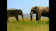 Natural Selection Makes Each Elephant the Right Size