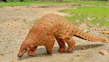 Pangolinsamadinwci.jpg