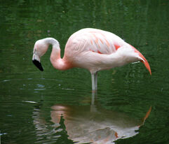 Phoenicopterus chilensis.jpg