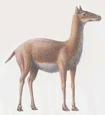 Procamelus.jpg