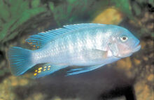 RedZebra(male)WFCiaf Ap18BM.jpg