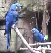Ryan's World Hyacinth Macaws