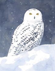Snowy Owl.jpg