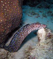 Spotted moray eel