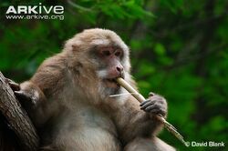 Tibetan-macaque-feeding-on-bamboo.jpg