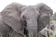 Angry elephant ears tuskless