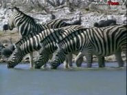 Burchelle's Zebra