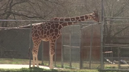 Reticulated Giraffe as Applejack (Pony)