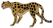 South African Cheetah