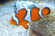 Adult Ocellaris Clownfish as Marlin