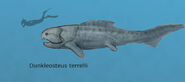 Dunkleosteus terrelli