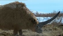 Elasmotherium.jpg
