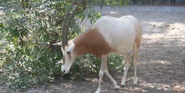 Memphis Zoo Oryx