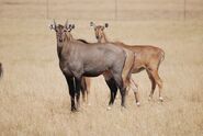 Nilgai as Blue Wildebeest