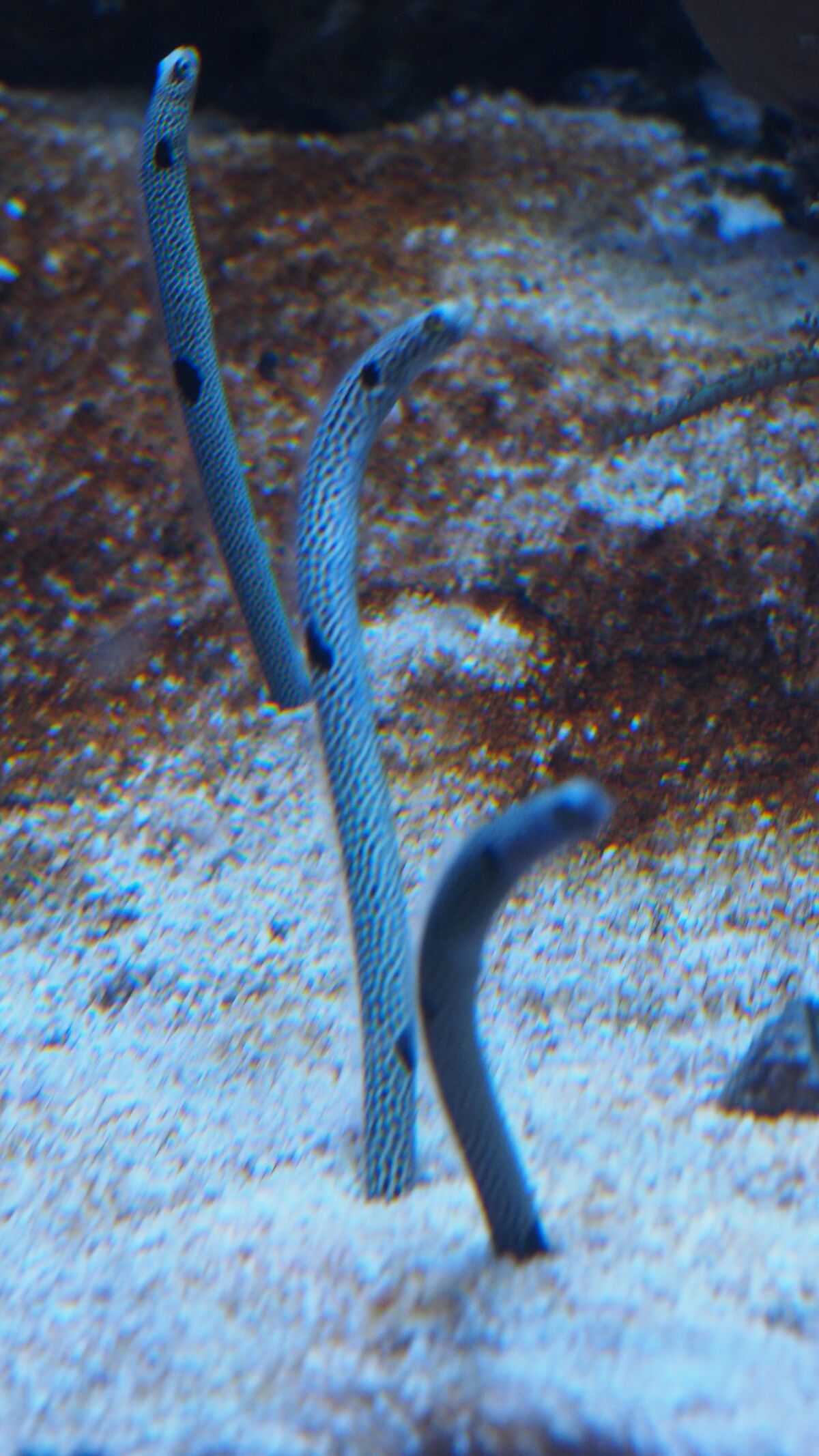 Spotted Garden Eel | The Parody Wiki | Fandom