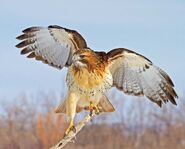 Red-Tailed Hawk as Archaeopteryx