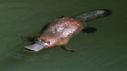 Platypus-swimming-closeup
