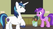 Shining Armor and Amethyst Star make eye contact S7E3.png (935 KB)