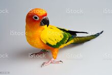 Sun conure.jpg