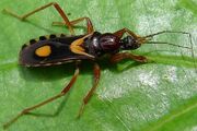 Assassin Bug.jpg