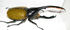 Dynastes hercules lichyi (male)2 hercules beetle