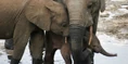 Elephant-Picture-In-High-Quality-wc10011062.jpg (115 KB)