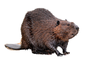 NR1 Beaver