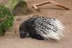 African Crested Porcupine