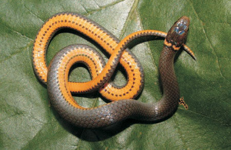 Southern Ring Neck Snake The Parody Wiki Fandom