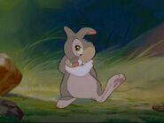 Thumper-thumper-8565539-640-480