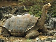 Galapagos Tortoise as Old Slow Coach