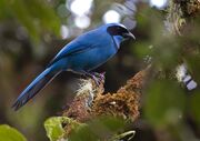 Turquoise jay.jpg